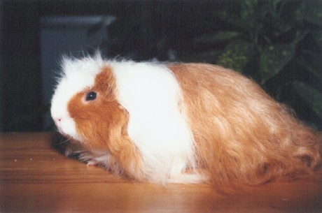 pěkné dlouho srsté morče